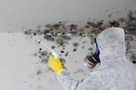 Best Real Estate Mold Inspection  in Belleair, FL